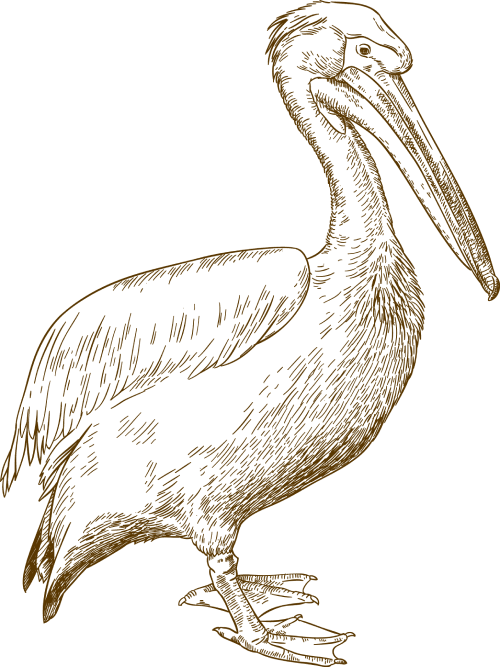 The image shows a sketch of a pelican standing upright, drawn in a simple, detailed style.