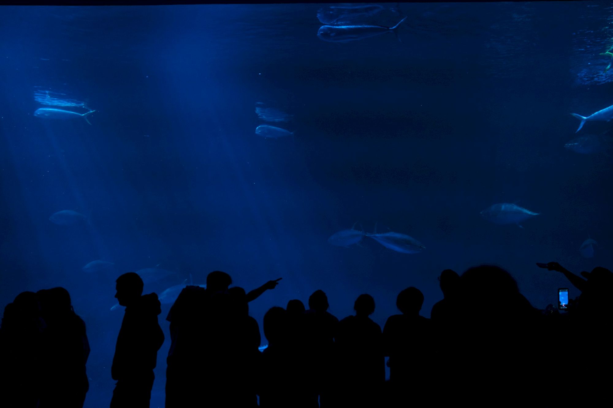 Silhouettes of people observe fish swimming in a large aquarium tank with a deep blue background.